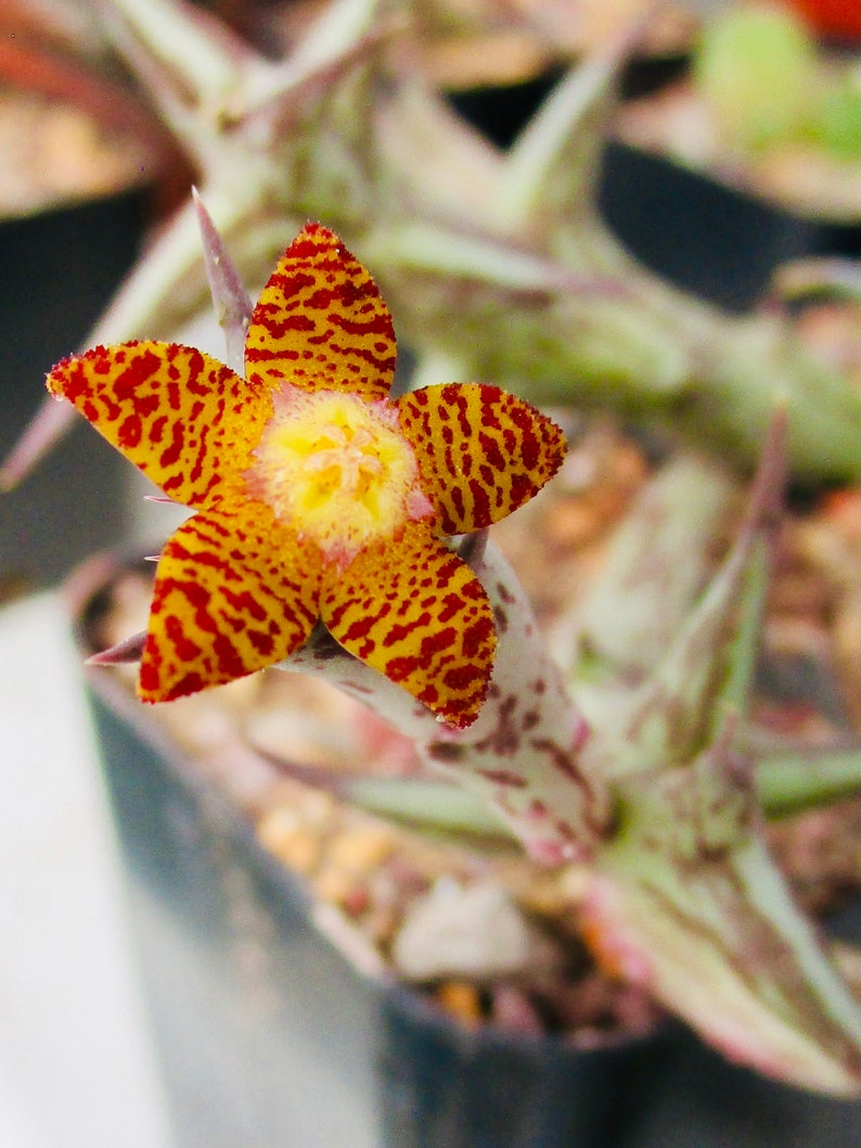 Orbea schweinfurthii, flower smells like ripe fruit Single stem unrooted cutting or multistem rooted plant image 1