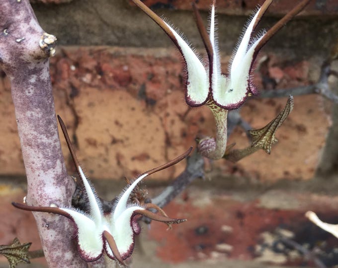 RARE Ceropegia stapeliiformis subsp stapeliiformis (Snake Creeper)