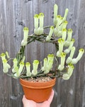 RARE Ceropegia Ampliata (Bushman’s Pipe) - one stem cutting rooted or unrooted or established plant