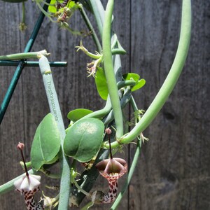 SEEDS Rare Ceropegia distincta var haygarthii 3 seeds image 9