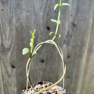 FOR THE COLLECTOR Rare Ceropegia nilotica small rooted plant image 6
