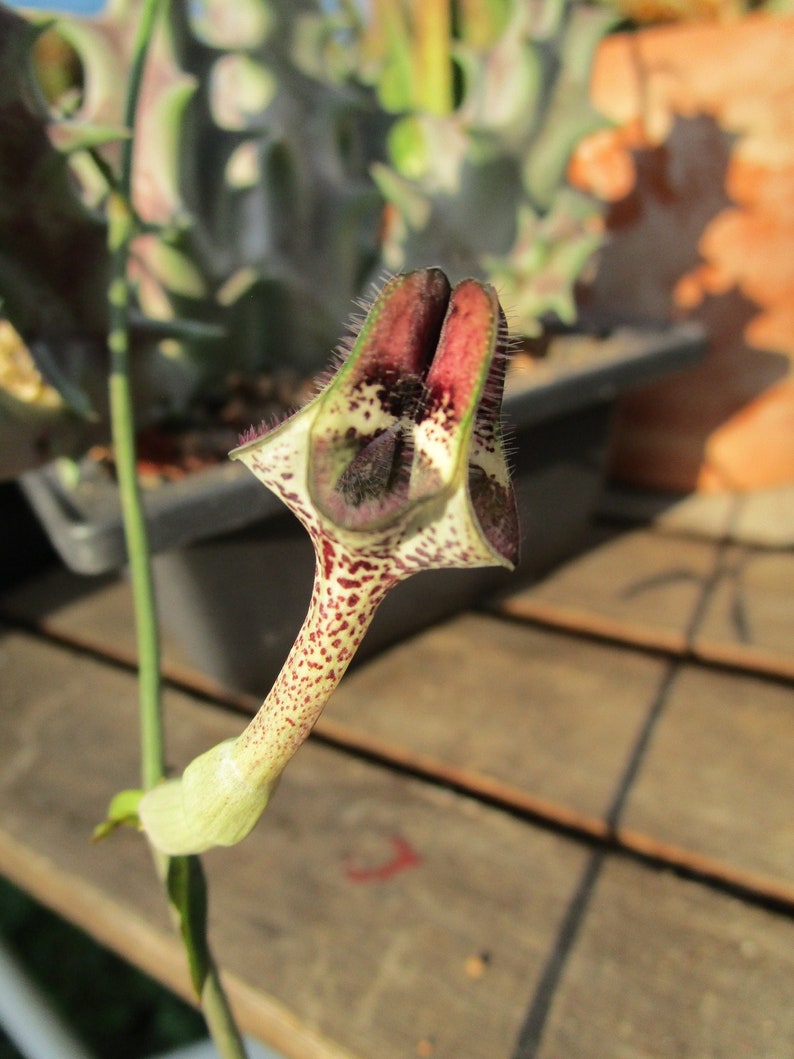 FOR THE COLLECTOR Rare Ceropegia nilotica small rooted plant image 1