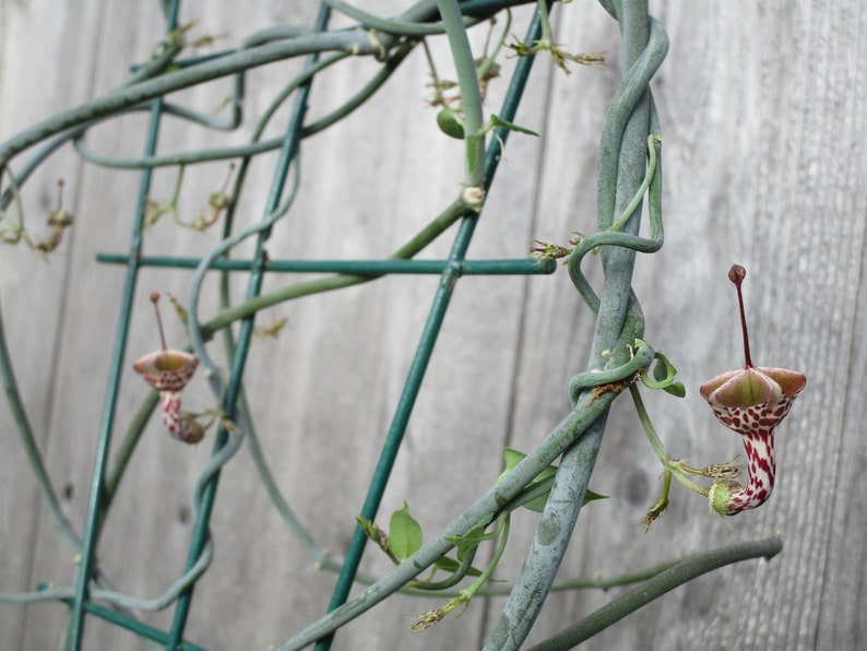 SEEDS Rare Ceropegia distincta var haygarthii 3 seeds image 7