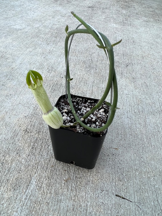 RARE Ceropegia Ampliata (Bushman’s Pipe) - one stem cutting rooted or unrooted or established plant