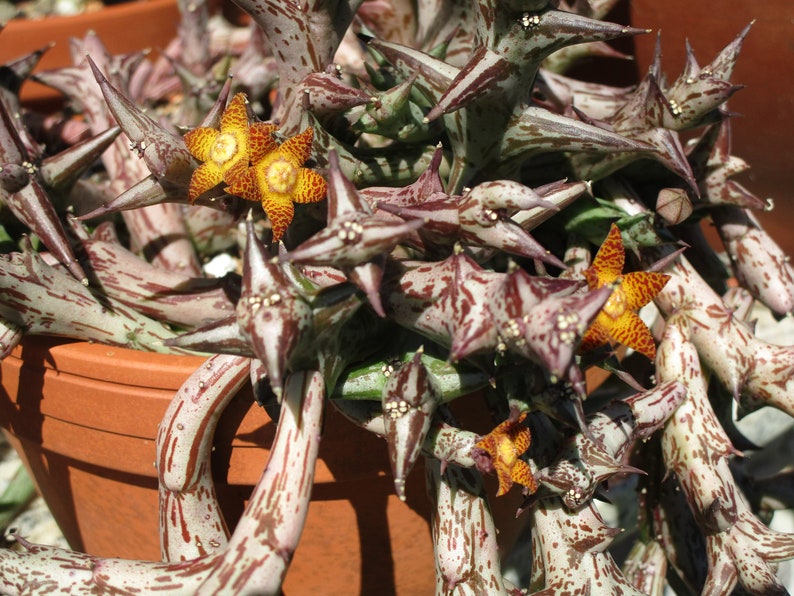 Orbea schweinfurthii, flower smells like ripe fruit Single stem unrooted cutting or multistem rooted plant image 5