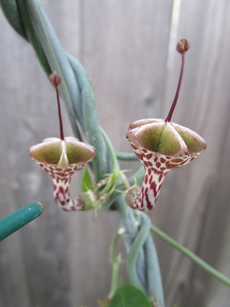 SEEDS Rare Ceropegia distincta var haygarthii 3 seeds image 2