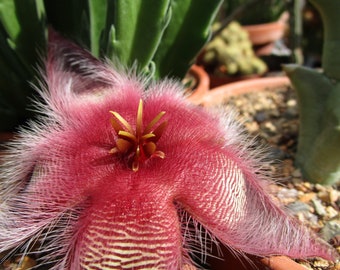 Stapelia hirsuta (form 1) - one stem cutting or rooted 2-stem plant