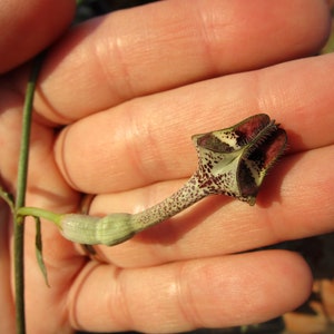 FOR THE COLLECTOR Rare Ceropegia nilotica small rooted plant image 4