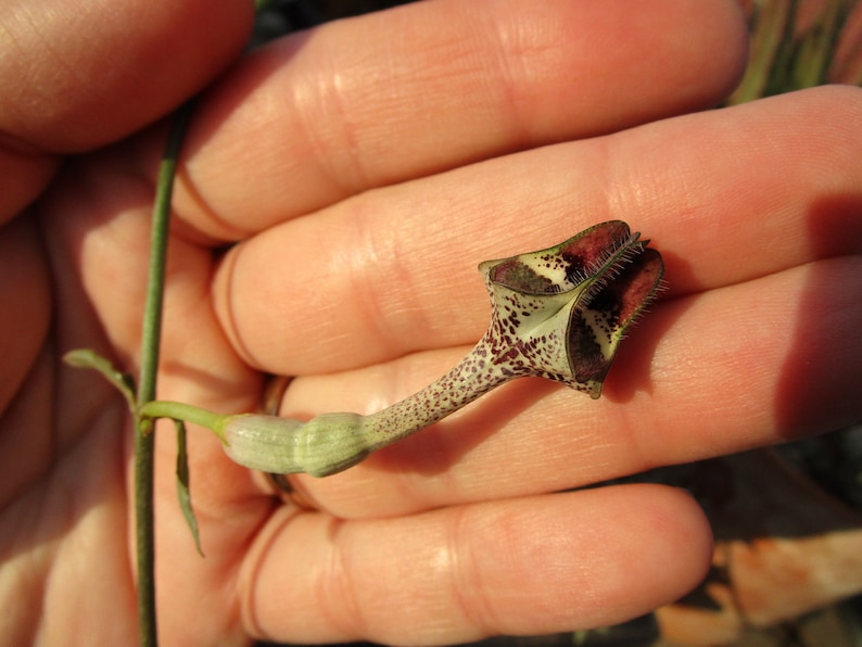 FOR THE COLLECTOR Rare Ceropegia nilotica small rooted plant image 4