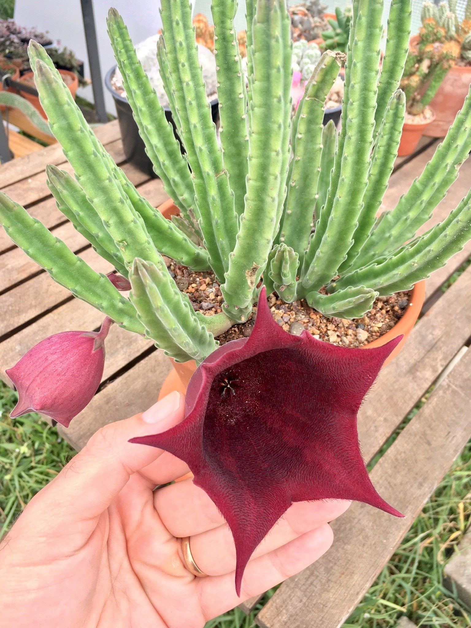 Stapelia Leendertziae (black Bells) - One Stem Cutting or Rooted
