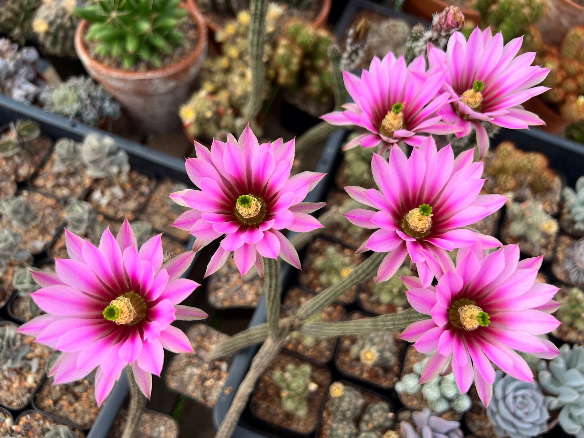 STUNNING Wilcoxia Echinocereus Poselgeri (dahlia Cactus or Pencil