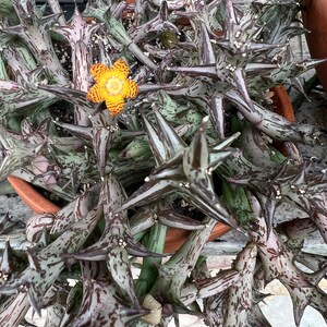 Orbea schweinfurthii, flower smells like ripe fruit Single stem unrooted cutting or multistem rooted plant image 2