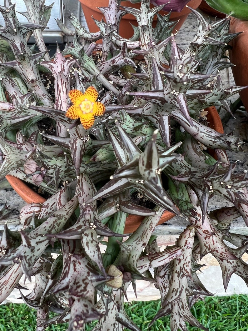 Orbea schweinfurthii, flower smells like ripe fruit Single stem unrooted cutting or multistem rooted plant image 2