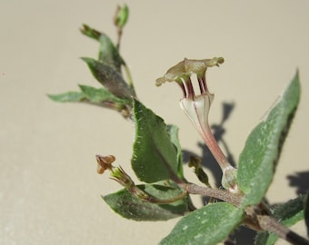 FOR THE COLLECTOR Very Rare Ceropegia rendallii - small plant with developed tuber