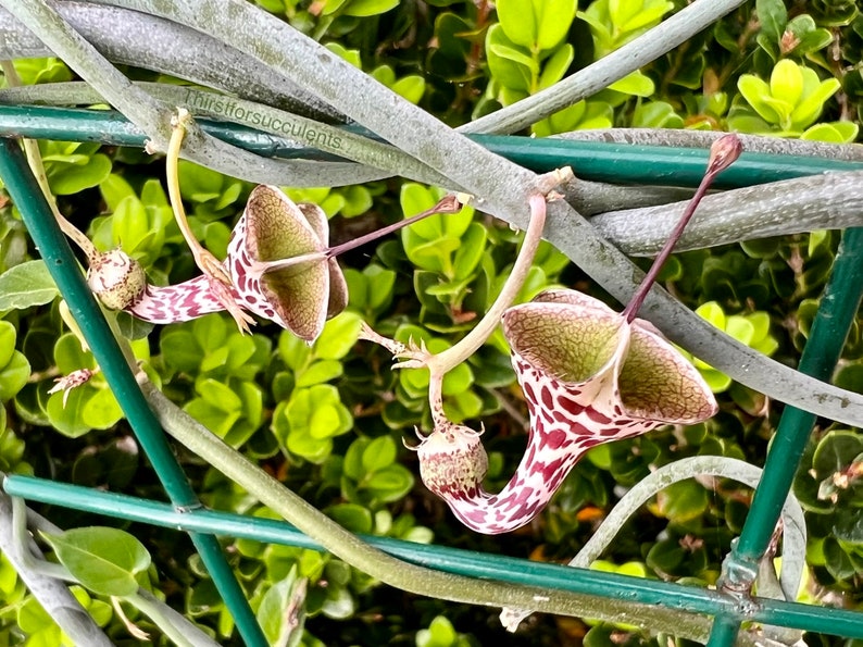 SEEDS Rare Ceropegia distincta var haygarthii 3 seeds image 1