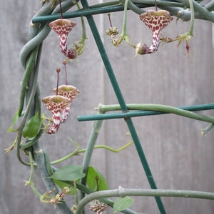 SEEDS Rare Ceropegia distincta var haygarthii 3 seeds image 5