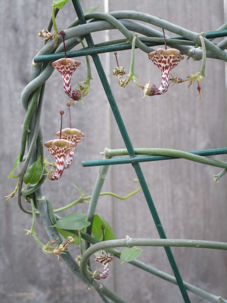 SEEDS Rare Ceropegia distincta var haygarthii 3 seeds image 5