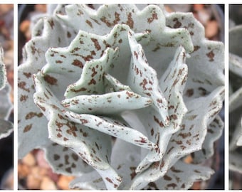 THREE TYPES! | Kalanchoe rhombopilosa (Pies from heaven) - 3 forms