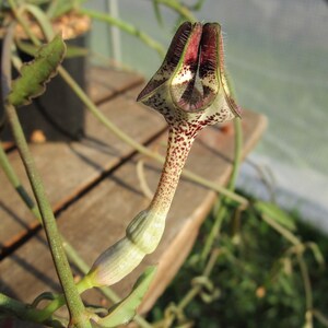 FOR THE COLLECTOR Rare Ceropegia nilotica small rooted plant image 5