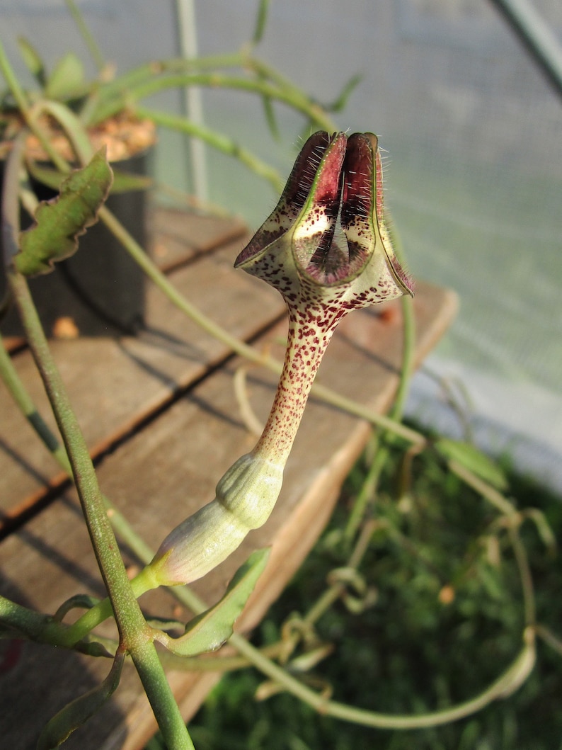 FOR THE COLLECTOR Rare Ceropegia nilotica small rooted plant image 5