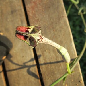 FOR THE COLLECTOR Rare Ceropegia nilotica small rooted plant image 2