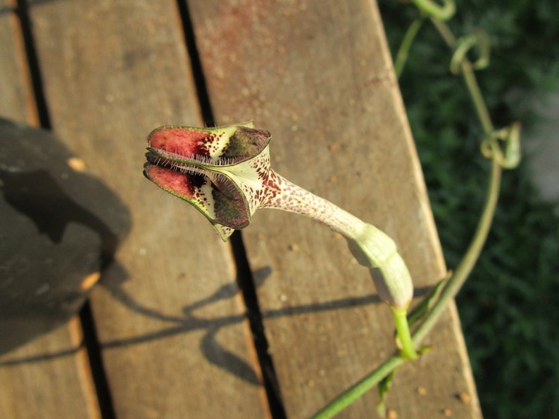 FOR THE COLLECTOR Rare Ceropegia nilotica small rooted plant image 2