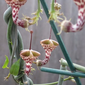 SEEDS Rare Ceropegia distincta var haygarthii 3 seeds image 4