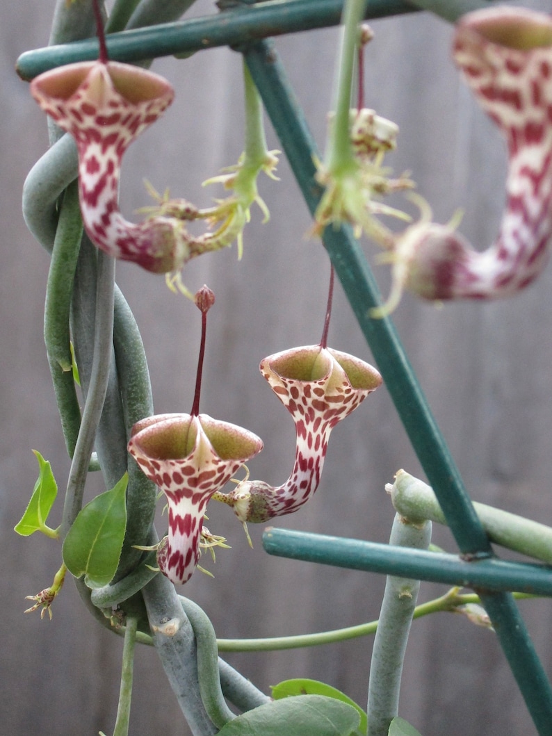 SEEDS Rare Ceropegia distincta var haygarthii 3 seeds image 4