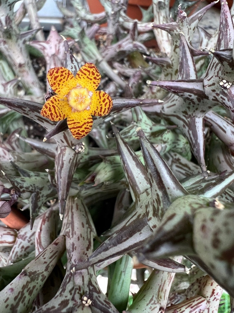 Orbea schweinfurthii, flower smells like ripe fruit Single stem unrooted cutting or multistem rooted plant image 3