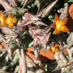 Orbea schweinfurthii, flower smells like ripe fruit Single stem unrooted cutting or multistem rooted plant image 4