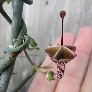 SEEDS Rare Ceropegia distincta var haygarthii 3 seeds image 6