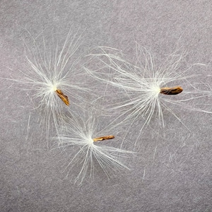 SEEDS Rare Ceropegia distincta var haygarthii 3 seeds image 10