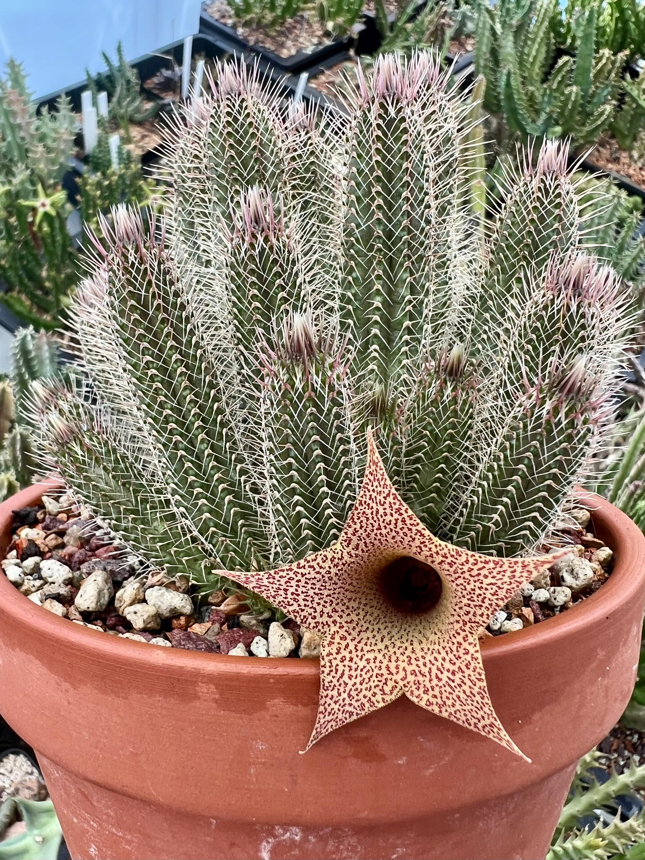 FOR THE COLLECTOR Very Rare Succulent Taveresia Barklyi (devil's