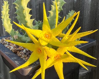 RARE Orbea lutea ssp lutea robust form with large flowers - rooted cutting in pot