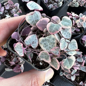 12 INCH LONG! Variegated String of Hearts (Ceropegia Woodii) trailing succulent plant