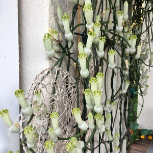 RARE Ceropegia Ampliata (Bushman’s Pipe) - one stem cutting rooted or unrooted or established plant