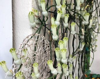 RARE Ceropegia Ampliata (Bushman’s Pipe) - one stem cutting rooted or unrooted or established plant