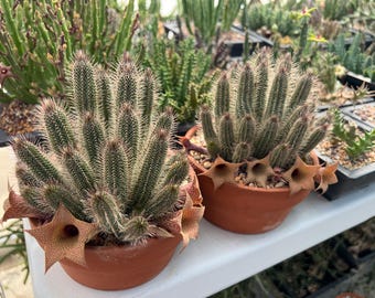 FOR THE COLLECTOR Very Rare Succulent Taveresia Barklyi (devil's