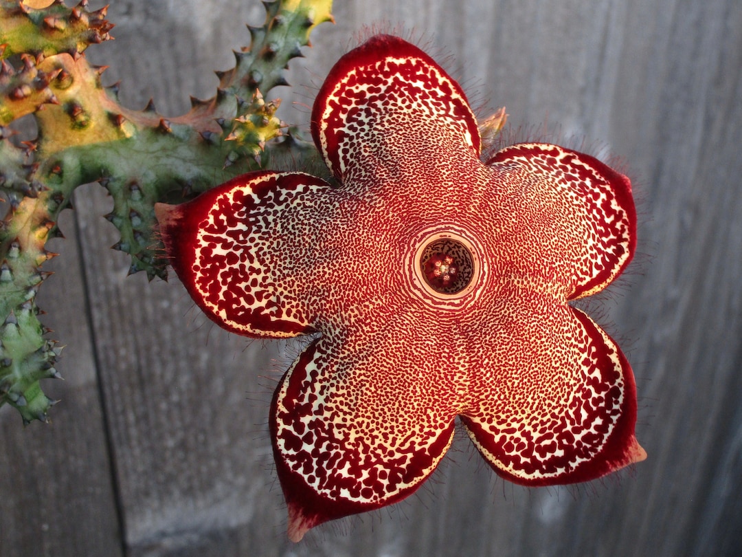 Edithcolea Grandis persian Carpet Flower One Unrooted Stem Etsy