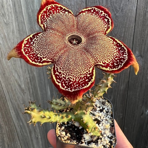 Stapelia Leendertziae (black Bells) - One Stem Cutting or Rooted