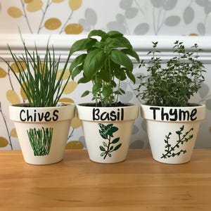 Herb plant pots