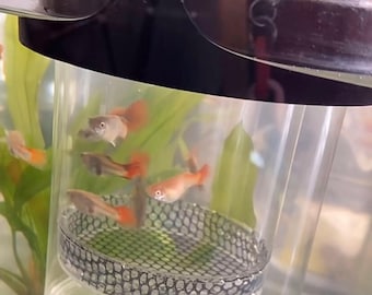 Aquarium Breeding Box for Fish, Guppy, Livebearer, Pleco, and Shrimp Tank Isolation Hatch Incubator Fry Saver Spawning Floating