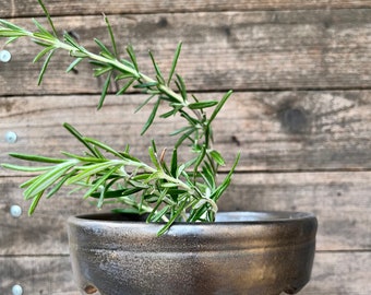 5.75” round, 1.5” tall bonsai succulent planter pot bronze