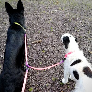 May include: Two dogs on leads, one black and one white with black spots, sit on a gravel surface. The dogs are connected to a pink lead with a purple connector. The black dog wears a yellow collar, and the white dog wears a pink collar.