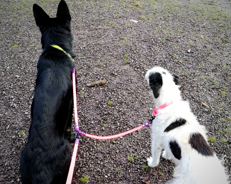 May include: Two dogs on leads, one black and one white with black spots, sit on a gravel surface. The dogs are connected to a pink lead with a purple connector. The black dog wears a yellow collar, and the white dog wears a pink collar.