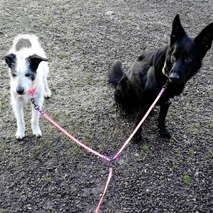 May include: Two dogs on a gravel surface, connected by a pink leash. One dog is black with pointed ears, the other is white with black markings. Both dogs are looking at the camera.