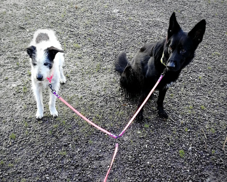 May include: Two dogs on a gravel surface, connected by a pink leash. One dog is black with pointed ears, the other is white with black markings. Both dogs are looking at the camera.