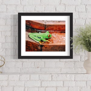 Peut inclure: Une grenouille verte aux yeux rouges est assise sur une surface en bois brun. La grenouille regarde vers la droite de l'image.