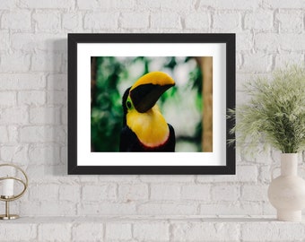 Tukan Costa Rica Druck, Tropenvogel Fotografie