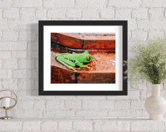 Rotaugen Laubfrosch Druck, Tropische Tierfotografie